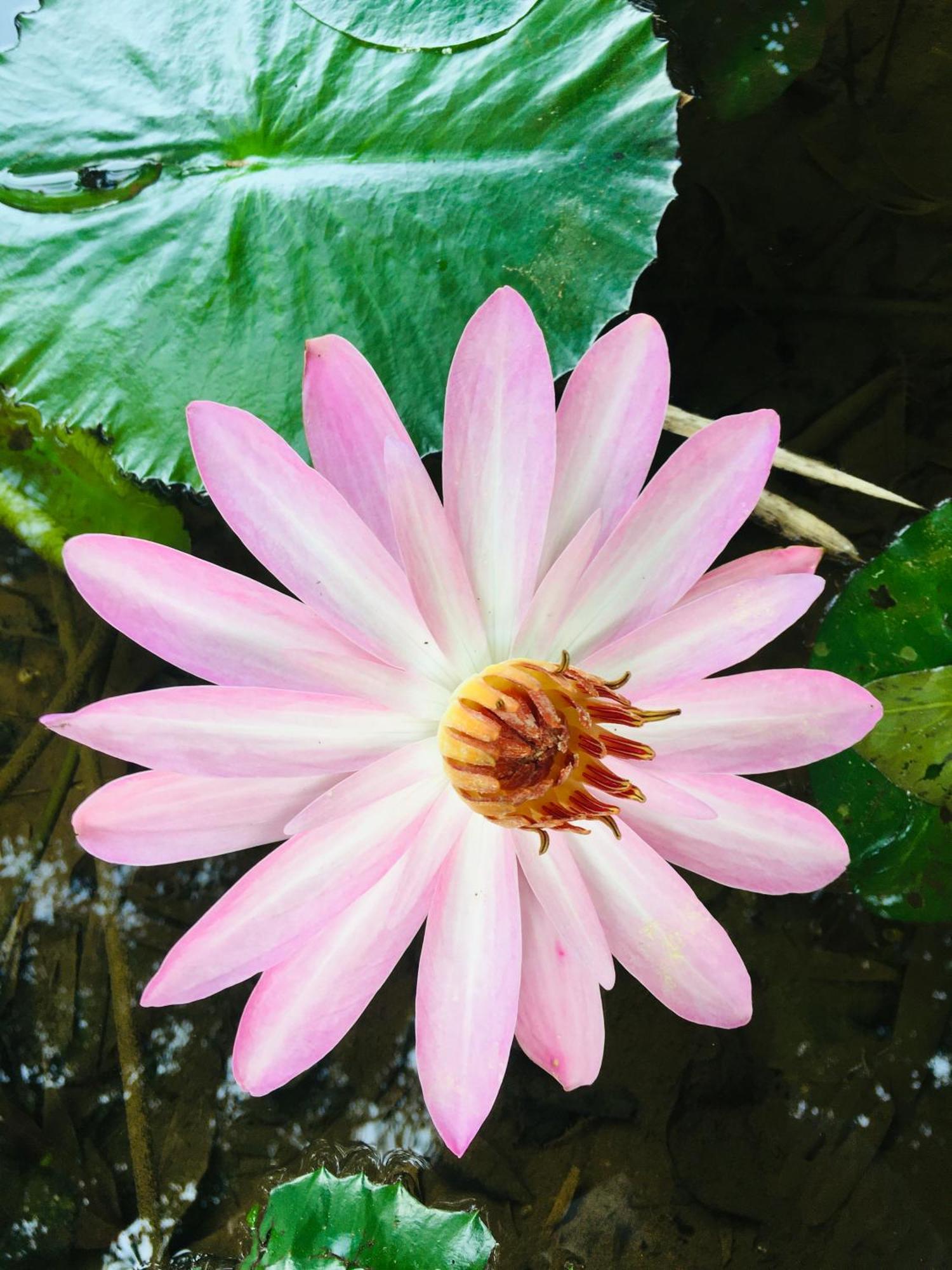 Paradise Eco Garden Kitulgala Buitenkant foto