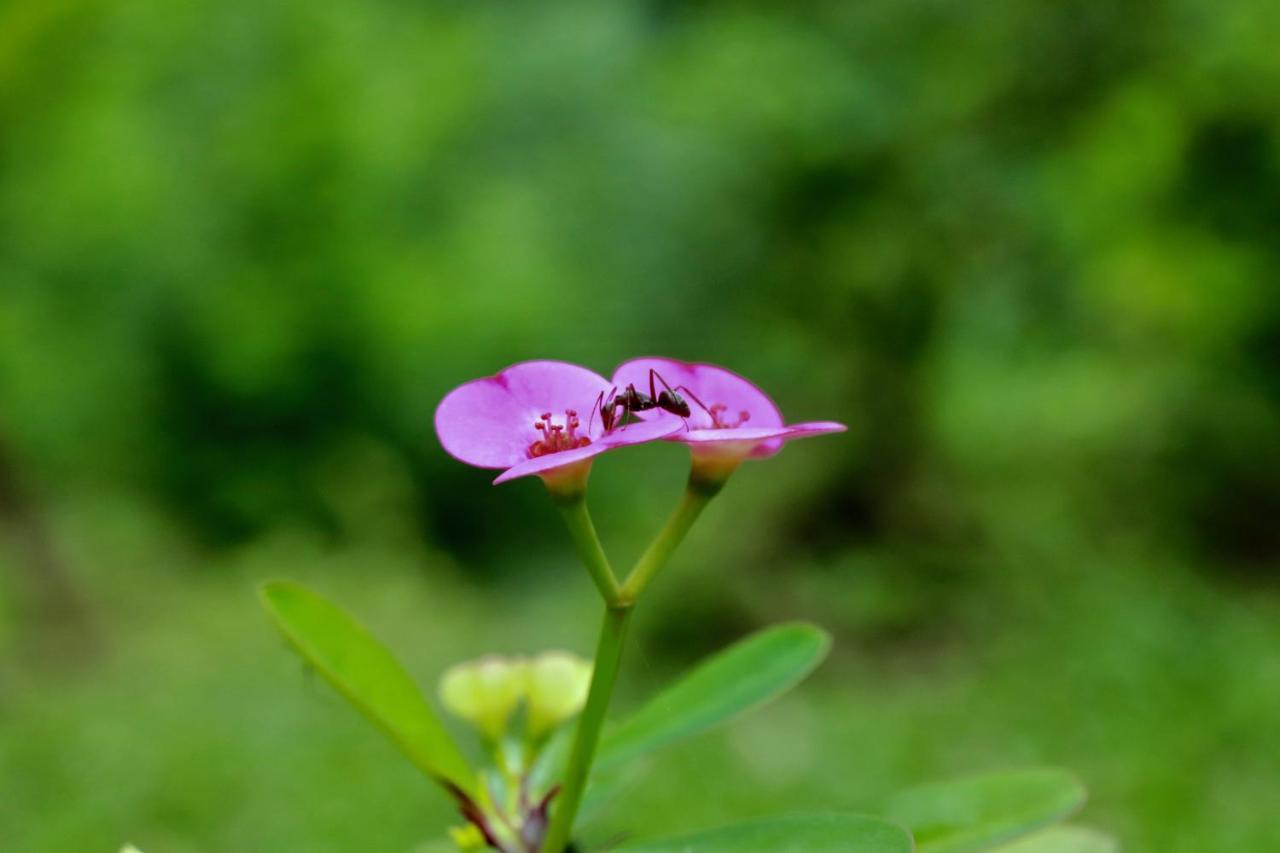 Paradise Eco Garden Kitulgala Buitenkant foto